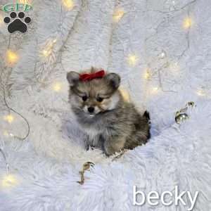 Becky, Pomeranian Puppy