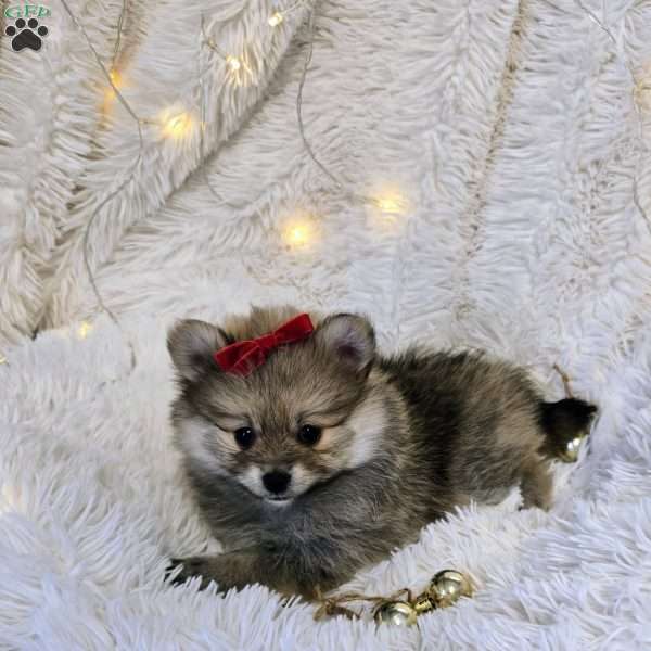 Becky, Pomeranian Puppy