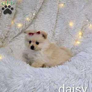 Daisy, Pomeranian Puppy