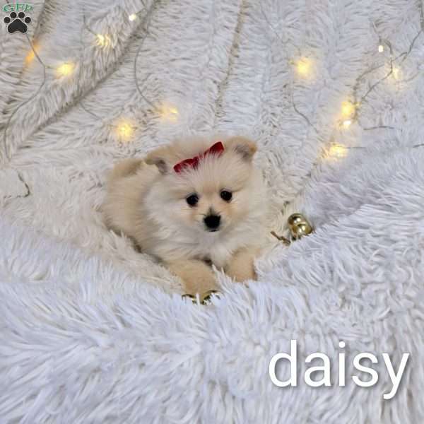 Daisy, Pomeranian Puppy