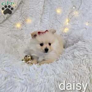 Daisy, Pomeranian Puppy