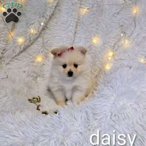 Daisy, Pomeranian Puppy