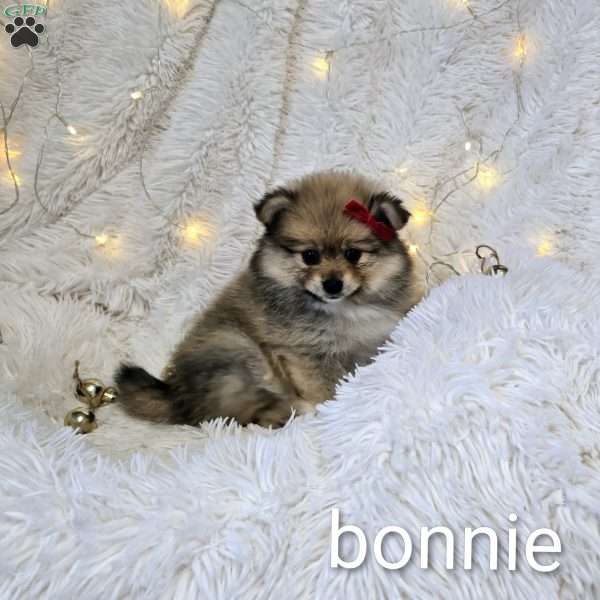 Bonnie, Pomeranian Puppy