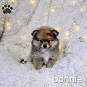 Bonnie, Pomeranian Puppy