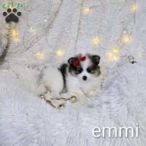 Emmi, Pomeranian Puppy