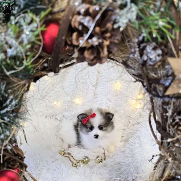 Emmi, Pomeranian Puppy