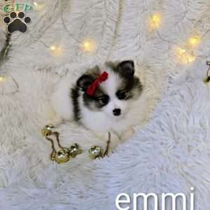 Emmi, Pomeranian Puppy