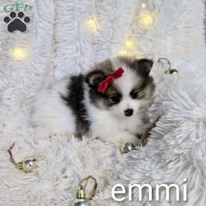 Emmi, Pomeranian Puppy