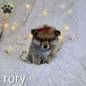 Rory, Pomeranian Puppy