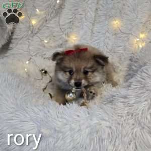 Rory, Pomeranian Puppy