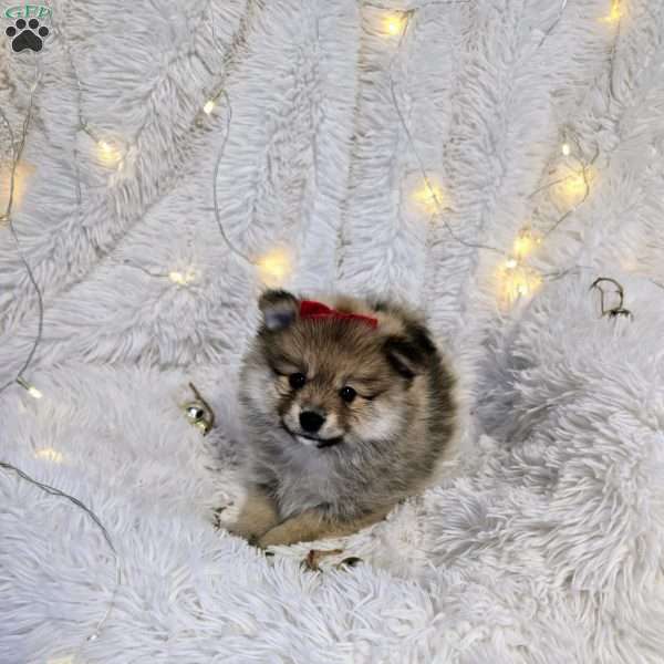 Rory, Pomeranian Puppy