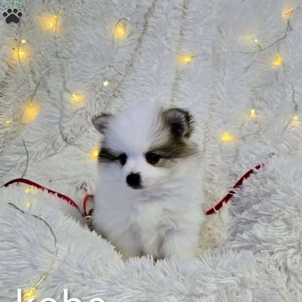 Kobe, Pomeranian Puppy