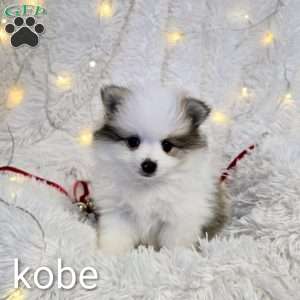 Kobe, Pomeranian Puppy