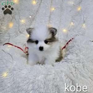 Kobe, Pomeranian Puppy