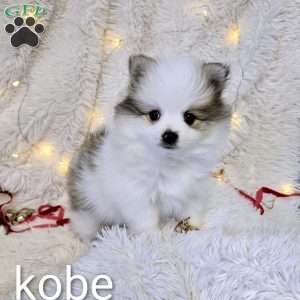 Kobe, Pomeranian Puppy