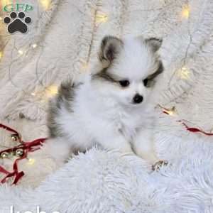 Kobe, Pomeranian Puppy
