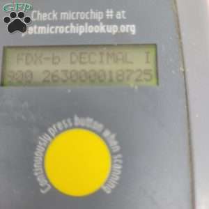 Hannah, Havapoo Puppy