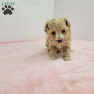 Hannah, Havapoo Puppy