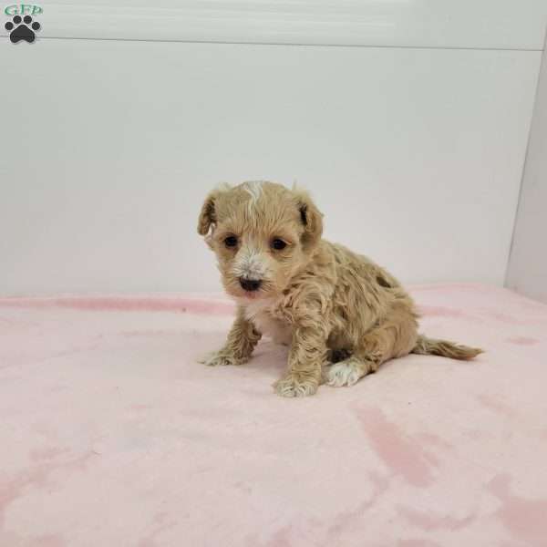 Hannah, Havapoo Puppy