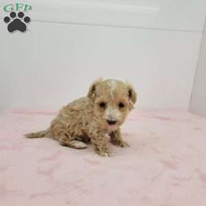 Hannah, Havapoo Puppy