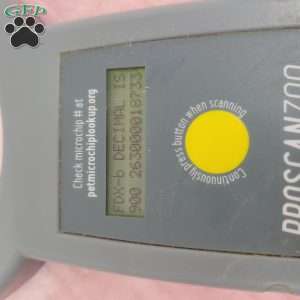 Tiny   Heidi, Havapoo Puppy