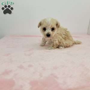 Tiny   Heidi, Havapoo Puppy