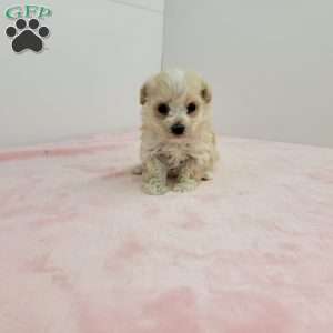 Tiny   Heidi, Havapoo Puppy