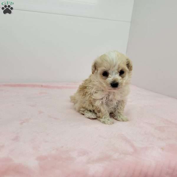 Tiny   Heidi, Havapoo Puppy