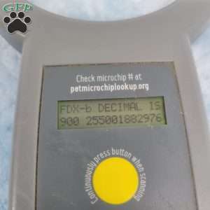 Jackson, Jack-a-poo Puppy