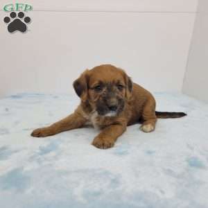 Jackson, Jack-a-poo Puppy