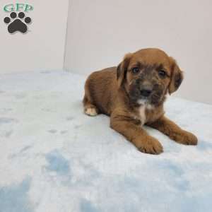 Jackson, Jack-a-poo Puppy