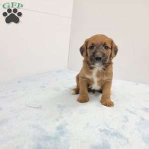 Jackson, Jack-a-poo Puppy