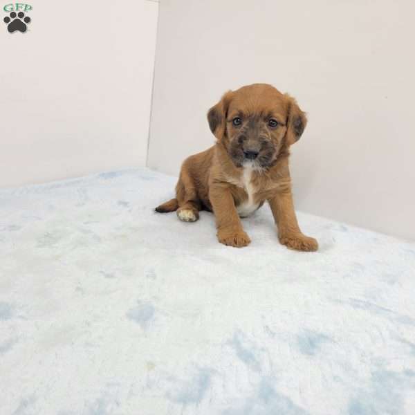 Jackson, Jack-a-poo Puppy