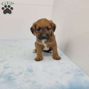 Jackson, Jack-a-poo Puppy