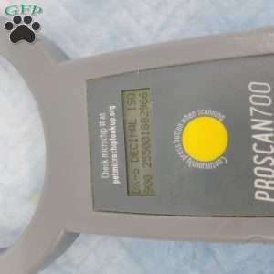 Jeffery, Jack-a-poo Puppy