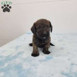 Jeffery, Jack-a-poo Puppy