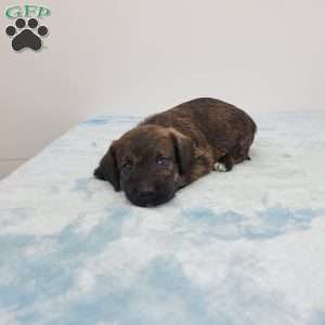 Jeffery, Jack-a-poo Puppy