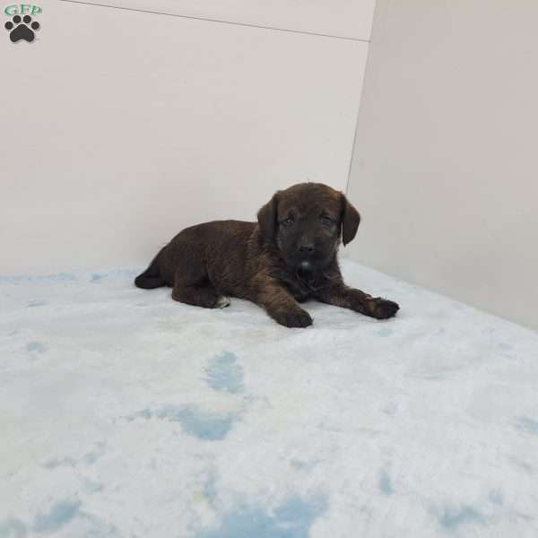 Jeffery, Jack-a-poo Puppy