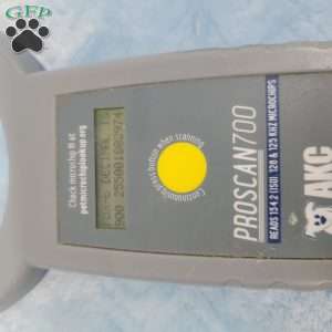 James, Jack-a-poo Puppy