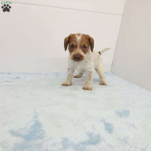 James, Jack-a-poo Puppy