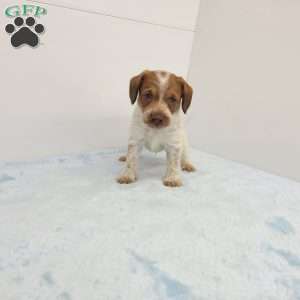 James, Jack-a-poo Puppy