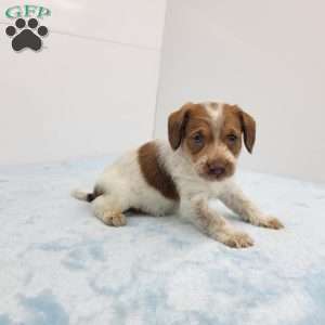 James, Jack-a-poo Puppy