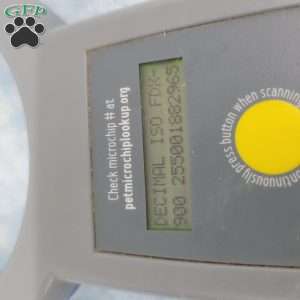 John, Jack-a-poo Puppy