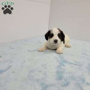 John, Jack-a-poo Puppy