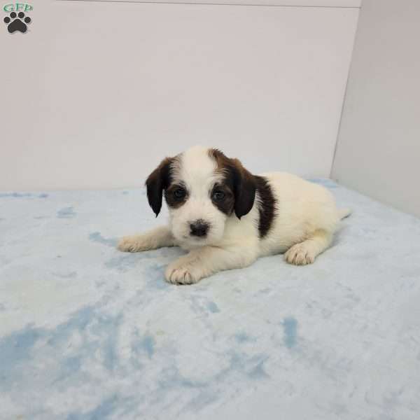 John, Jack-a-poo Puppy