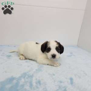 John, Jack-a-poo Puppy