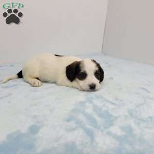 John, Jack-a-poo Puppy