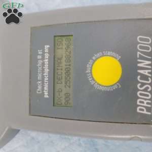 Jonathan, Jack-a-poo Puppy