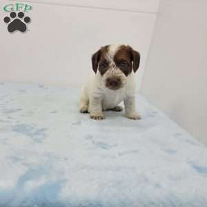 Jonathan, Jack-a-poo Puppy