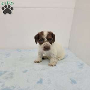 Jonathan, Jack-a-poo Puppy